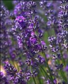 LAVENDER ESSENTIAL OIL